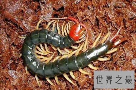 【图】世界上最大的蜈蚣有半米多长 这么长的蜈蚣你害