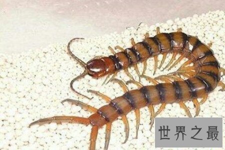 【图】世界上最大的蜈蚣有半米多长 这么长的蜈蚣你害