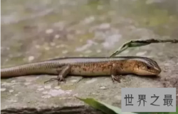 【图】偏偏画中有脚的蛇成了真原来四脚蛇真的存在