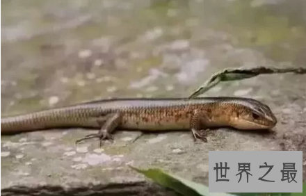 【图】偏偏画中有脚的蛇成了真原来四脚蛇真的存在