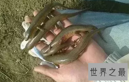 【图】偏偏画中有脚的蛇成了真原来四脚蛇真的存在