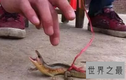 【图】偏偏画中有脚的蛇成了真原来四脚蛇真的存在