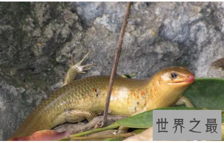 【图】偏偏画中有脚的蛇成了真原来四脚蛇真的存在