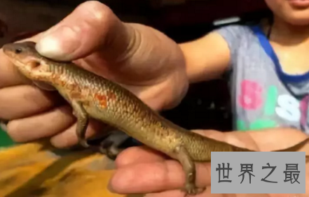 【图】偏偏画中有脚的蛇成了真原来四脚蛇真的存在