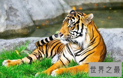 【图】苏门答腊虎 世界上最小的老虎却凶得一逼！