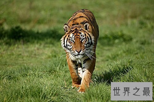 【图】苏门答腊虎 世界上最小的老虎却凶得一逼！