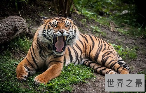 【图】苏门答腊虎 世界上最小的老虎却凶得一逼！