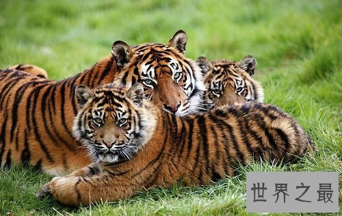 【图】苏门答腊虎 世界上最小的老虎却凶得一逼！