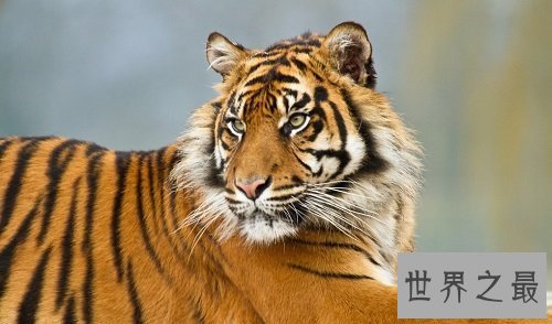 【图】苏门答腊虎 世界上最小的老虎却凶得一逼！