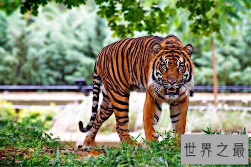 【图】苏门答腊虎 世界上最小的老虎却凶得一逼！