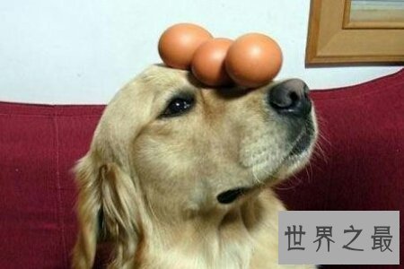 【图】世界上最凶猛的狗 美国的比特犬稳坐第一的宝座