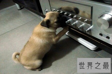 【图】世界上最凶猛的狗 美国的比特犬稳坐第一的宝座