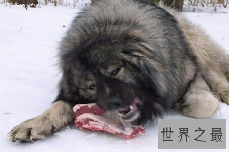 【图】世界上最凶猛的狗 美国的比特犬稳坐第一的宝座