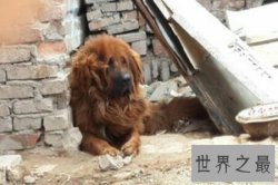 【图】世界上最厉害的狗 美国的比特犬稳坐第一的宝座