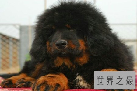 【图】世界上最凶猛的狗 美国的比特犬稳坐第一的宝座