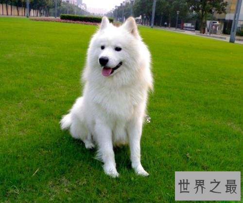 【图】你认为雪橇三傻是拉雪橇的，不，他们是拆迁队