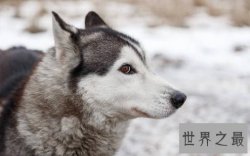 【图】你以为雪橇三傻是拉雪橇的，不，他们是拆迁队