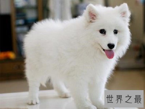 【图】你认为雪橇三傻是拉雪橇的，不，他们是拆迁队