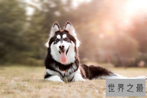 【图】你认为雪橇三傻是拉雪橇的，不，他们是拆迁队