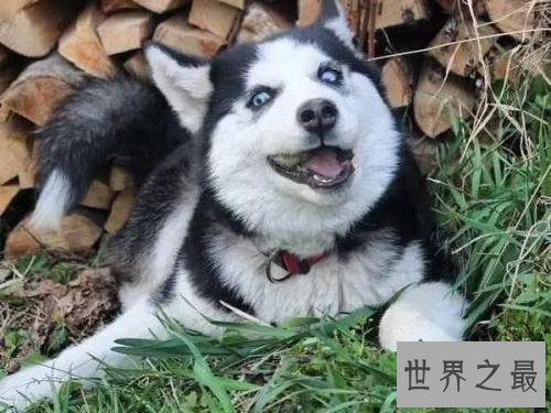 【图】你认为雪橇三傻是拉雪橇的，不，他们是拆迁队