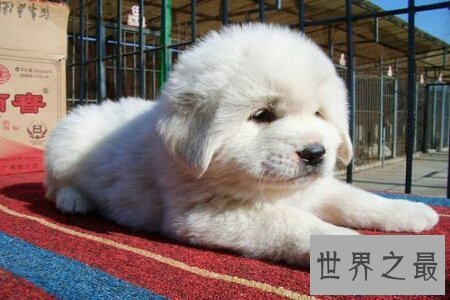 【图】世界上最贵的狗 它们的生存条件比很多人们都要