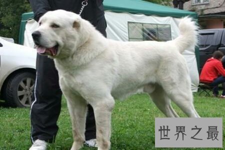 【图】世界上最贵的狗 它们的生存条件比很多人们都要