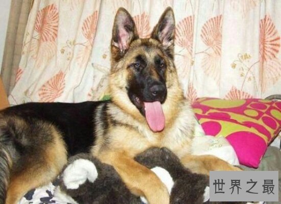 【图】世界上最贵的狗 它们的生存条件比很多人们都要