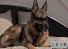 【图】世界上最贵的狗 它们的生活条件比很多人们都要
