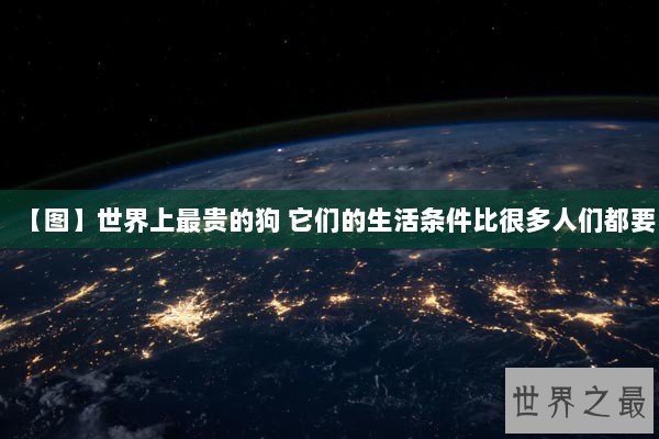 【图】世界上最贵的狗 它们的生活条件比很多人们都要