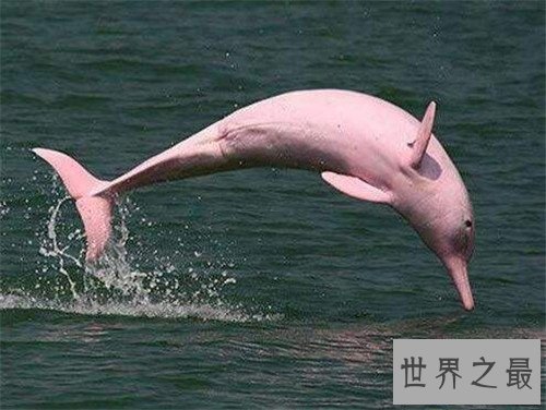 【图】粉红瓶鼻海豚初次被发现 现在已划入保护动物