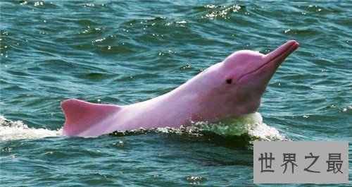 【图】粉红瓶鼻海豚初次被发现 现在已划入保护动物