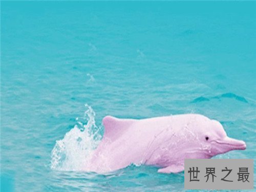 【图】粉红瓶鼻海豚初次被发现 现在已划入保护动物