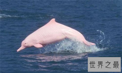 【图】粉红瓶鼻海豚初次被发现 现在已划入保护动物