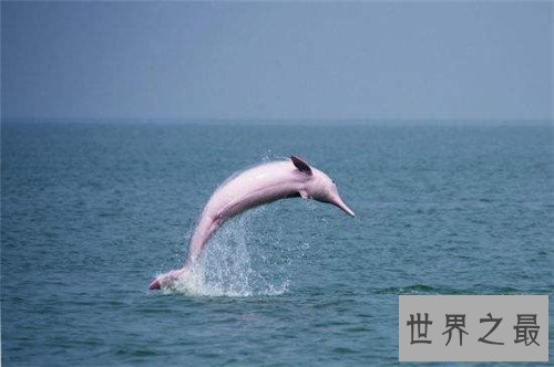 【图】粉红瓶鼻海豚初次被发现 现在已划入保护动物