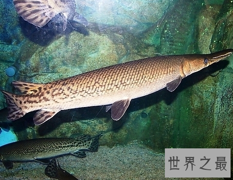 【图】世界上最大的咸水鱼，厉害伤人却成了美味鱼子