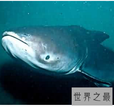 【图】世界上最大的咸水鱼，厉害伤人却成了美味鱼子