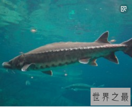 【图】世界上最大的咸水鱼，厉害伤人却成了美味鱼子