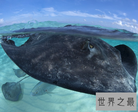 【图】世界上最大的咸水鱼，厉害伤人却成了美味鱼子