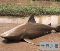 【图】世界上最大的淡水鱼，凶猛伤人却成了美味鱼子