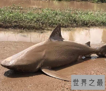 【图】世界上最大的咸水鱼，厉害伤人却成了美味鱼子