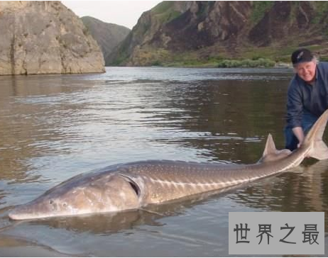【图】世界上最大的咸水鱼，厉害伤人却成了美味鱼子