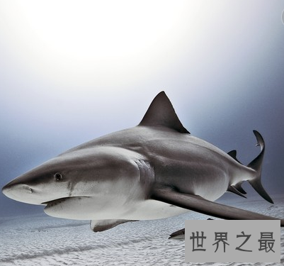 【图】世界上最大的咸水鱼，厉害伤人却成了美味鱼子