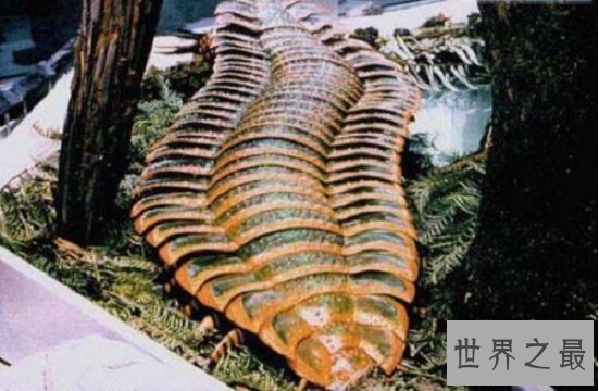 【图】史前巨型昆虫清点，你从未见过的渺小版本