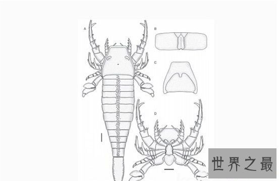 【图】史前巨型昆虫清点，你从未见过的渺小版本