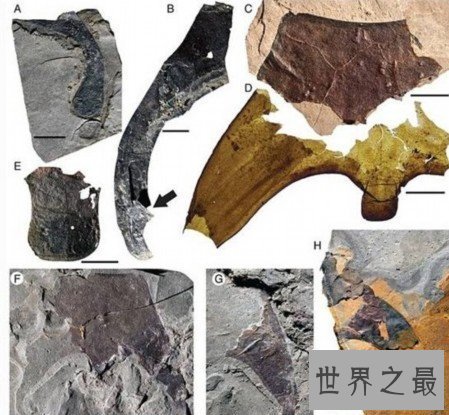 【图】史前巨型昆虫清点，你从未见过的渺小版本