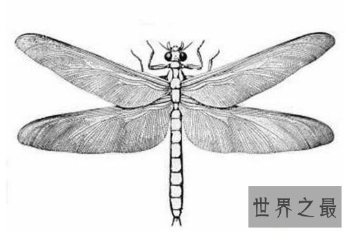 【图】史前巨型昆虫清点，你从未见过的渺小版本