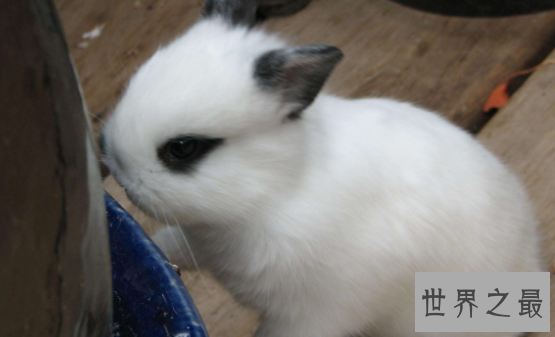 【图】荷兰侏儒兔短耳朵的小绒球 蠢萌到哭的小家伙