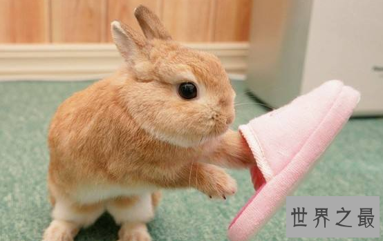 【图】荷兰侏儒兔短耳朵的小绒球 蠢萌到哭的小家伙