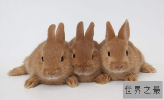 【图】荷兰侏儒兔短耳朵的小绒球 蠢萌到哭的小家伙