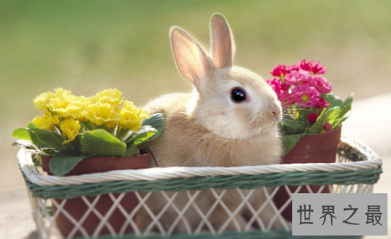 【图】荷兰侏儒兔短耳朵的小绒球 蠢萌到哭的小家伙